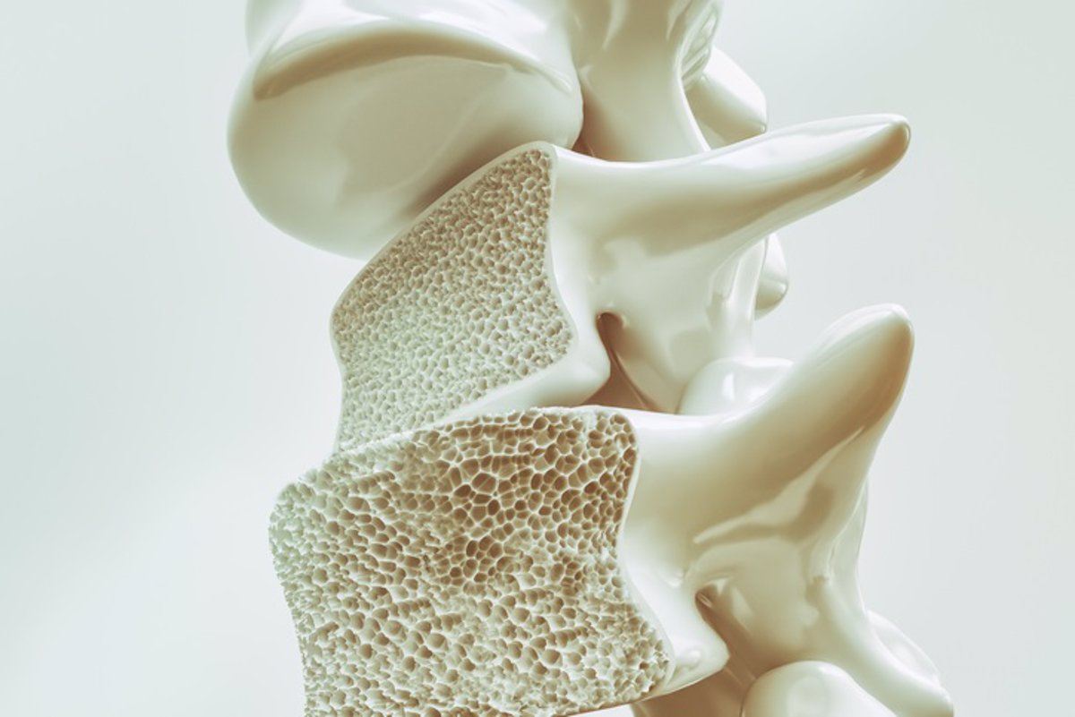Científicos desmienten el mito sobre la conexión entre el microbioma intestinal y la pérdida ósea.