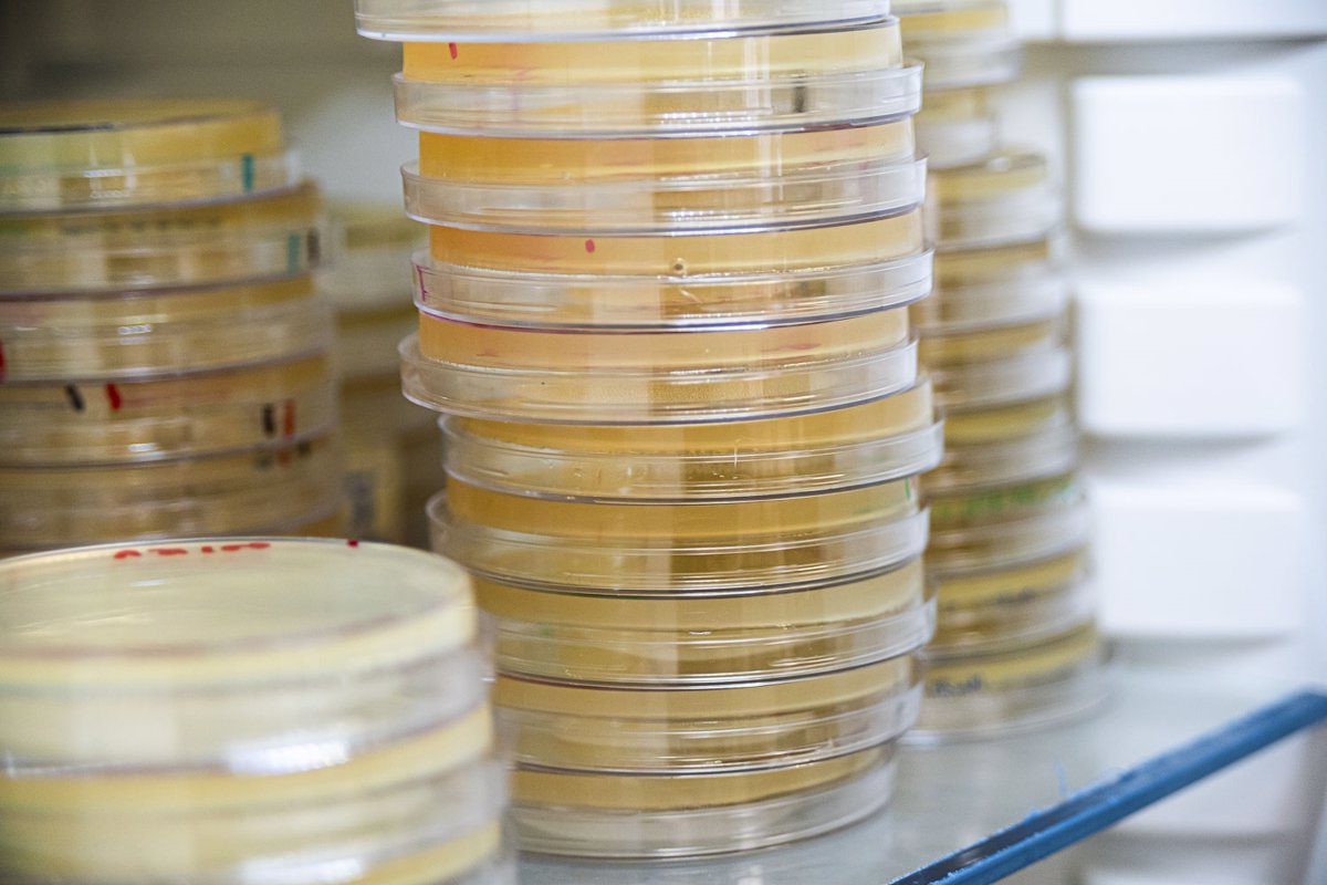Descubren un mecanismo que fortifica la resistencia de superbacterias intestinales ante los antibióticos