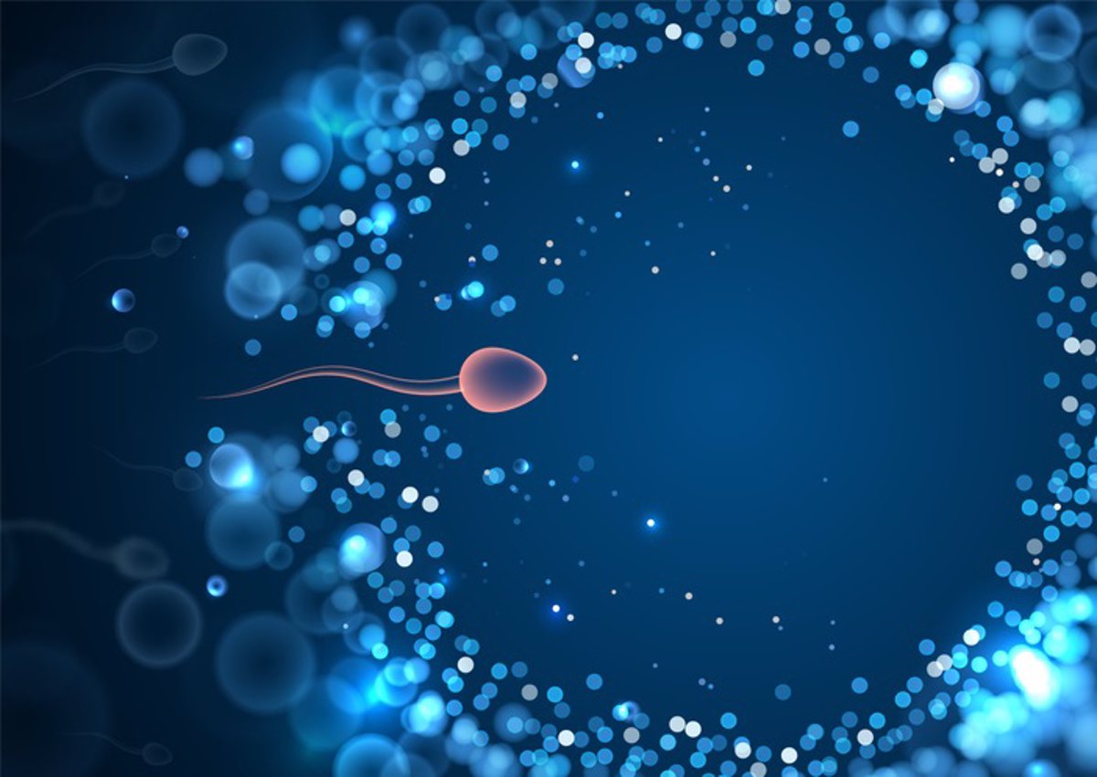 El impacto del maltrato infantil en la estructura del ADN de los espermatozoides y el desarrollo cerebral de la descendencia.