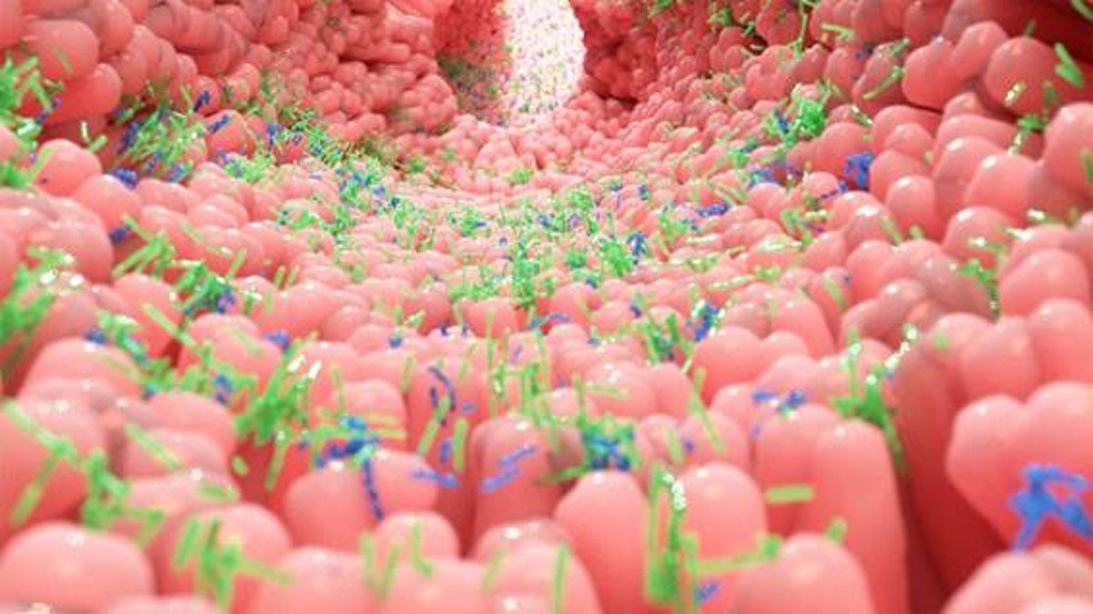 Revelan la influencia del intestino en el desarrollo de enfermedades inflamatorias y cardiovasculares.