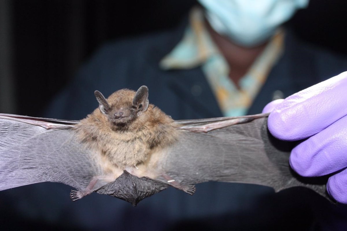 El ECDC desmiente la posibilidad de transmisión del nuevo coronavirus de murciélagos a humanos.