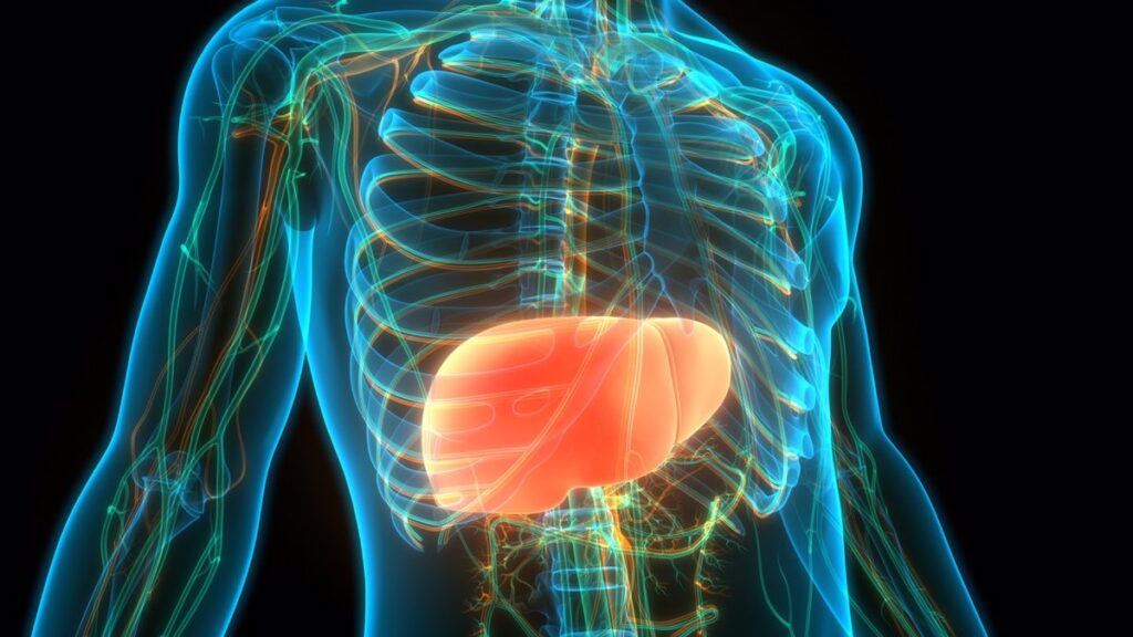 Se lleva a cabo el primer trasplante de hígado de cerdo en un paciente con muerte cerebral.