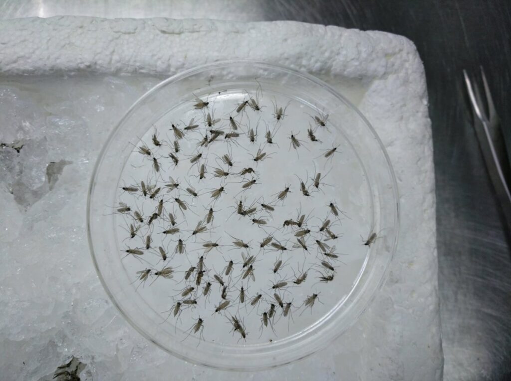 Un estudio revela la posible composición del principal mosquito transmisor del virus del Nilo.