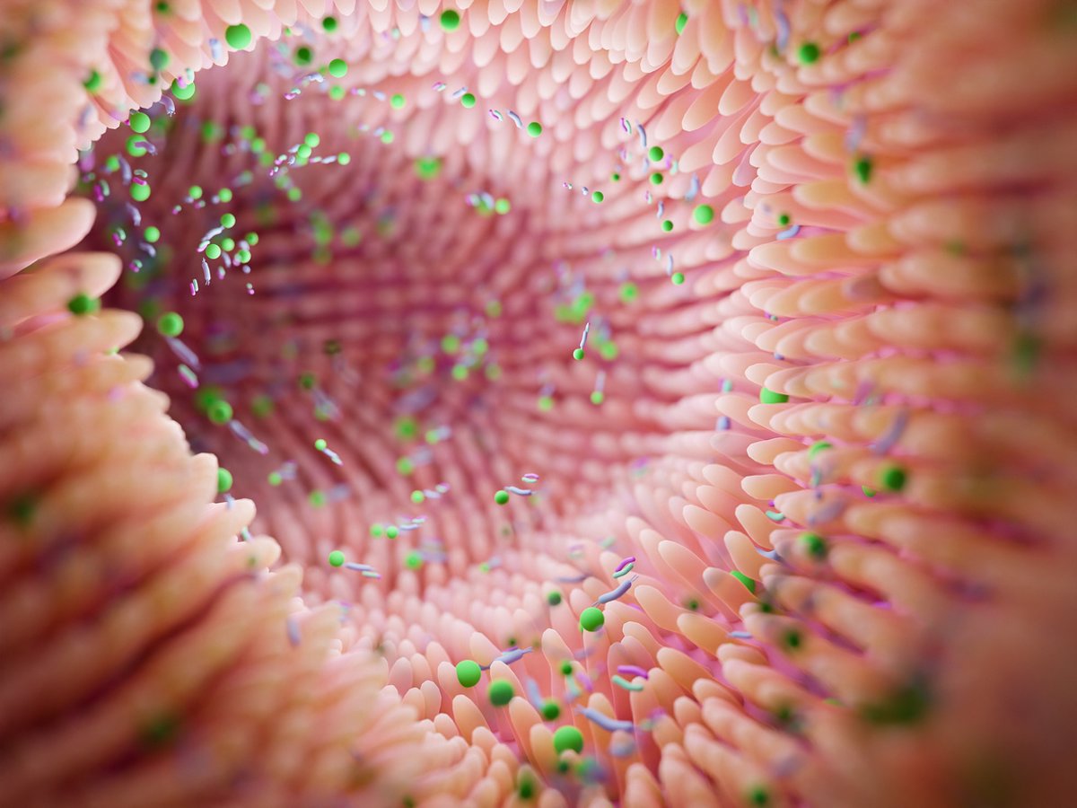 La microbiota intestinal genera ácidos biliares con propiedades anticancerígenas