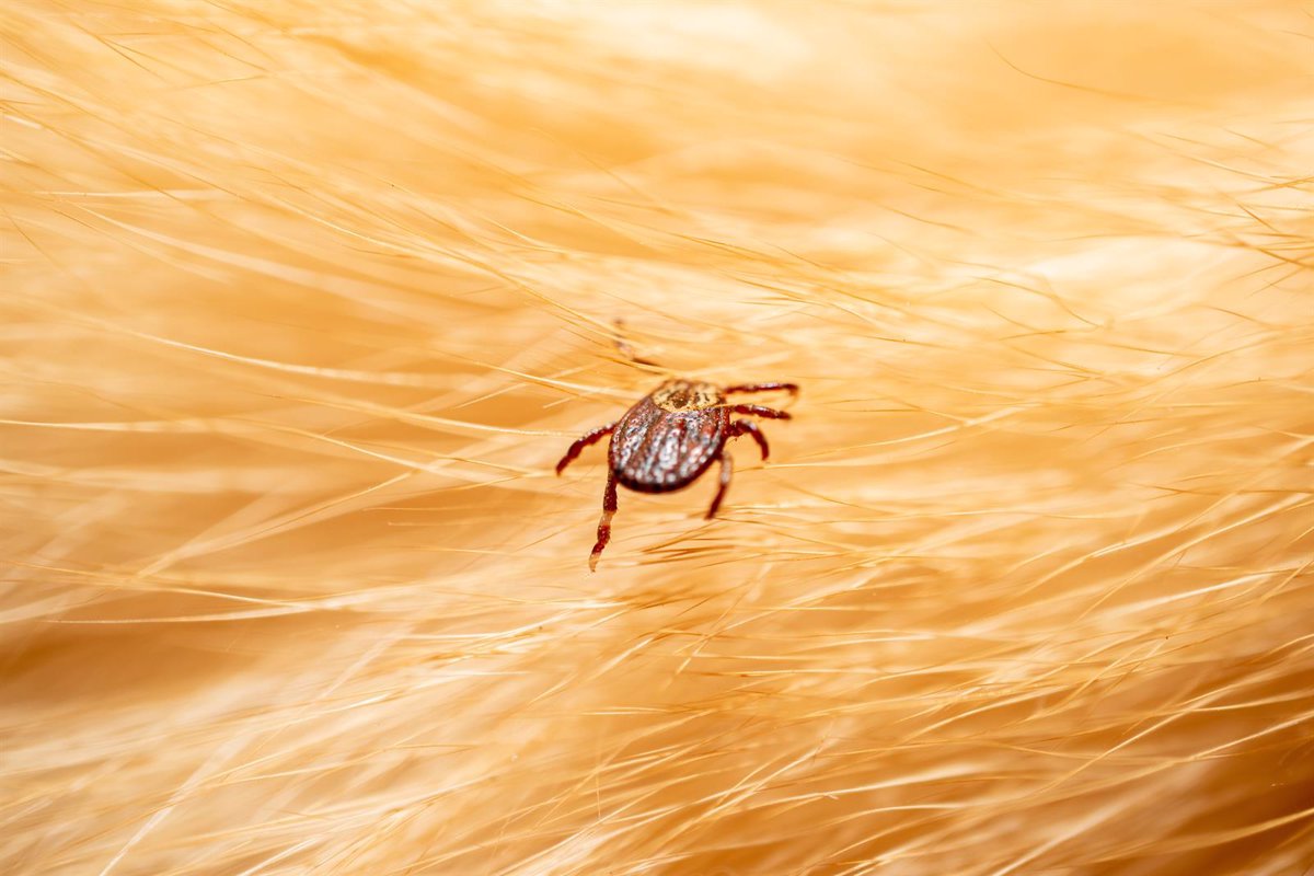 Las personas en áreas rurales enfrentan un 36% más de riesgo de contraer la enfermedad de Lyme por culpa de las garrapatas.