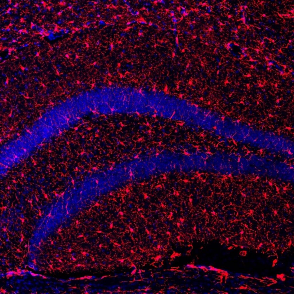 Investigación en ratones revela que incrementar los niveles de la proteína Klotho extiende la vida útil.