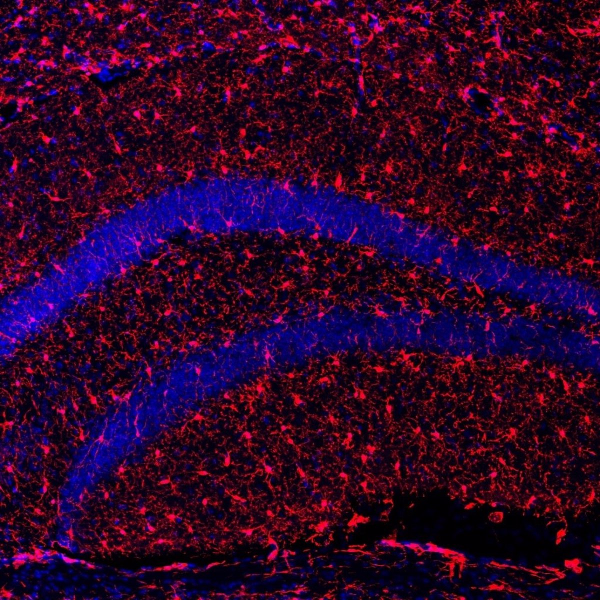 Investigación en ratones revela que incrementar los niveles de la proteína Klotho extiende la vida útil.