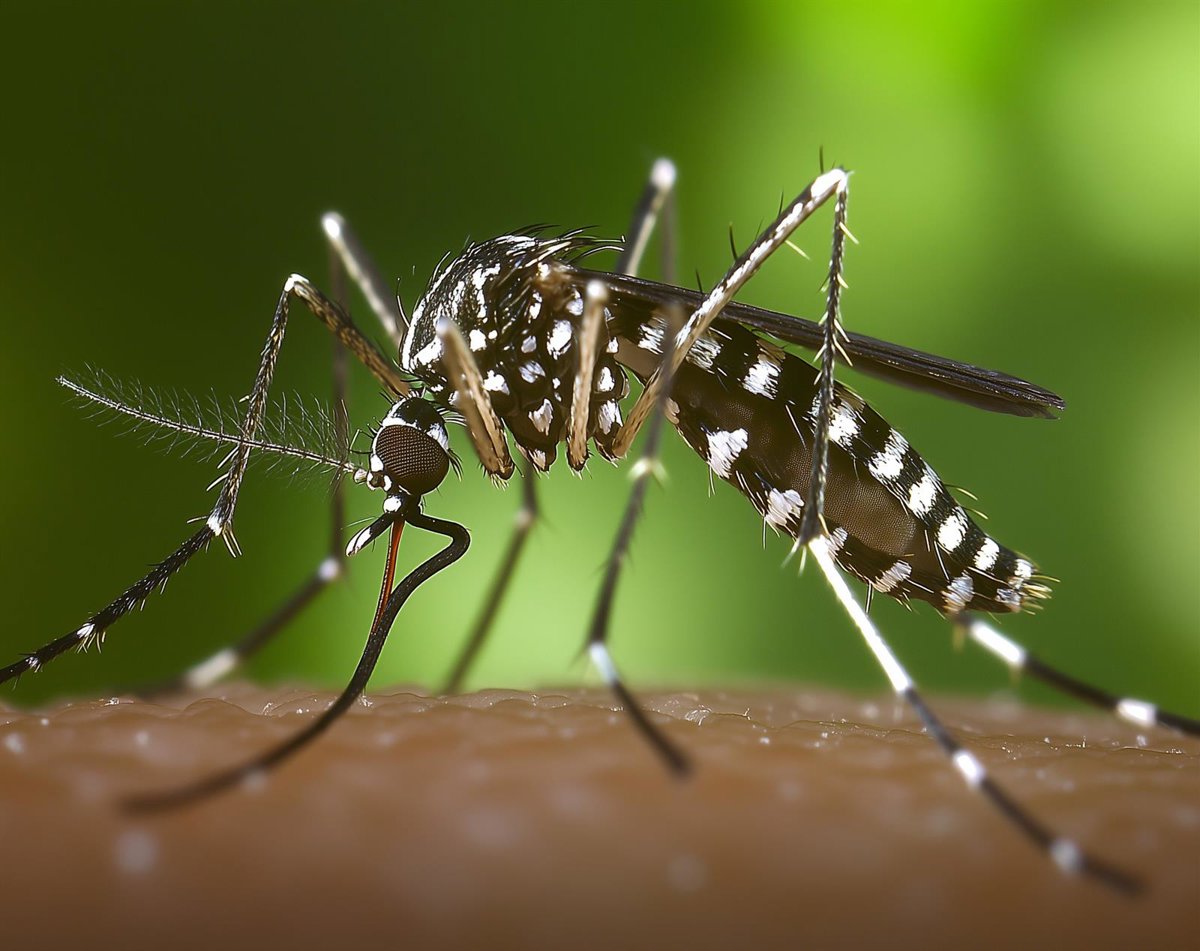 Confirmada la presencia del mosquito tigre en 156 municipios españoles: razones para descargar la app 'Mosquito Alert'