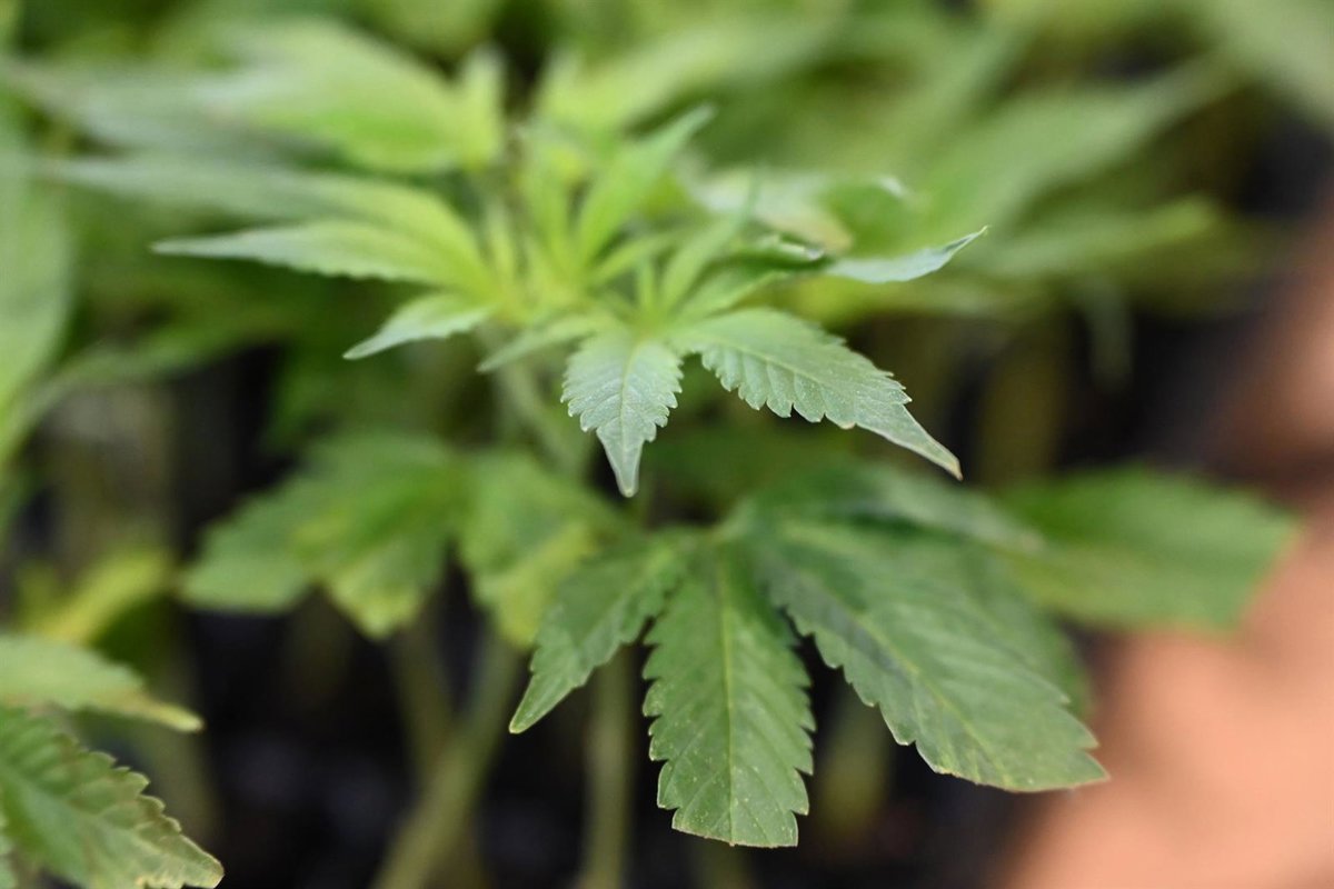 El consumo sostenido de cannabis entre adolescentes disminuye un 9,5% en los últimos 20 años.