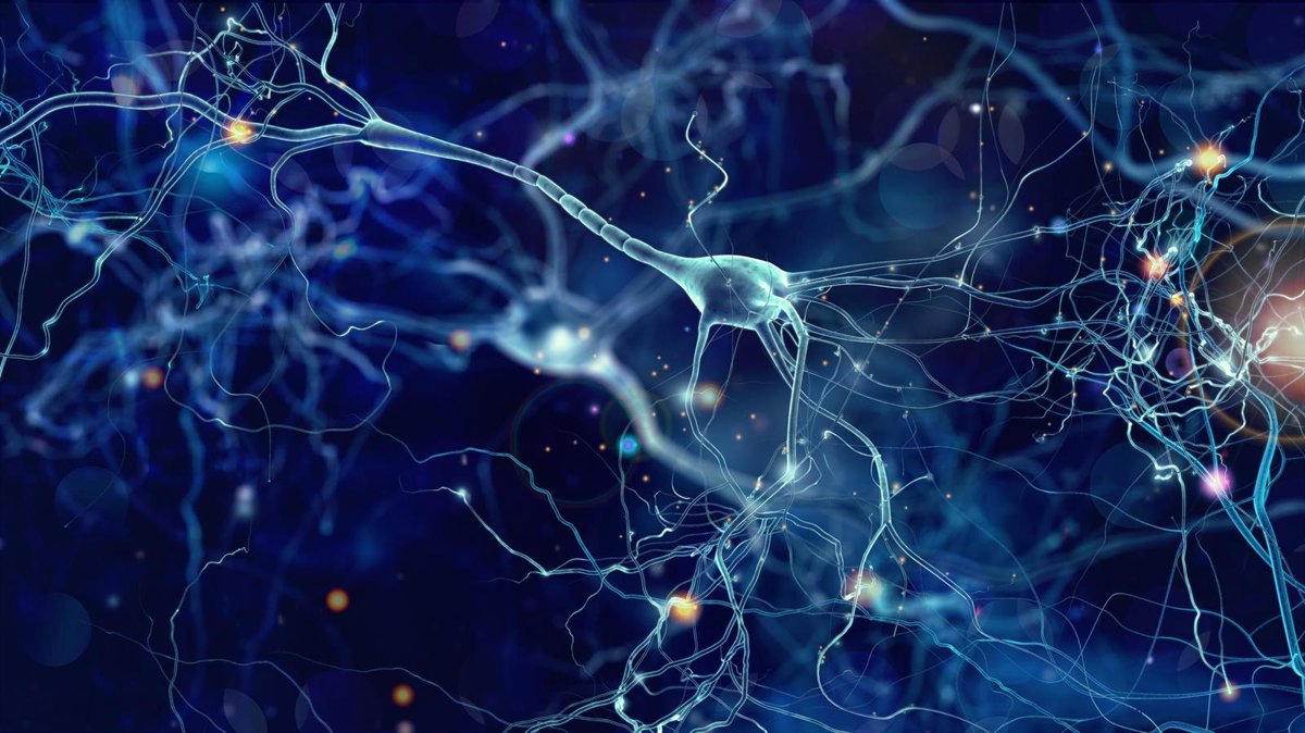 El cerebro regula el azúcar en sangre tanto en situaciones de estrés como en la vida diaria.
