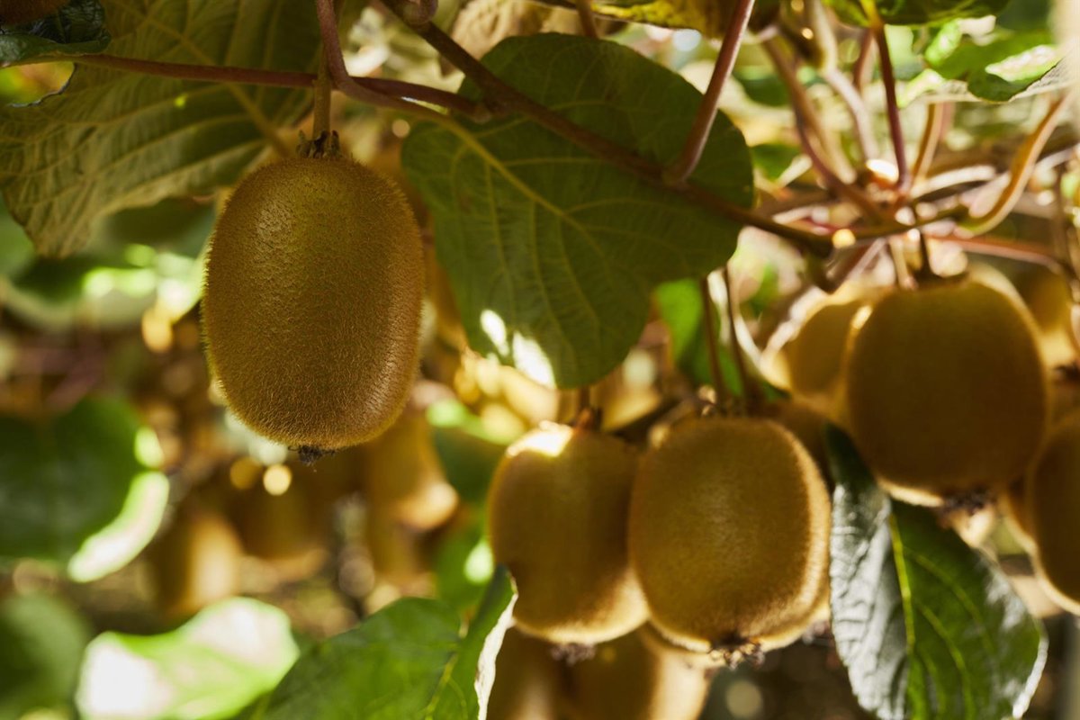 La Comisión Europea da luz verde a la declaración sobre los beneficios digestivos del kiwi verde