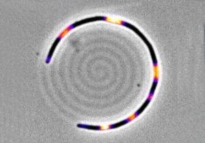 Descubren una "memoria mecánica" en bacterias E. coli, fundamental para entender la resistencia a antibióticos.