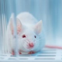 Ozempic y Wegovy: Estudio en Ratas Muestra Reducción del Consumo de Cocaína