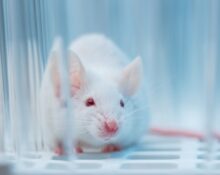 Ozempic y Wegovy: Estudio en Ratas Muestra Reducción del Consumo de Cocaína