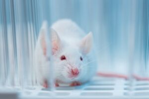 Ozempic y Wegovy: Estudio en Ratas Muestra Reducción del Consumo de Cocaína