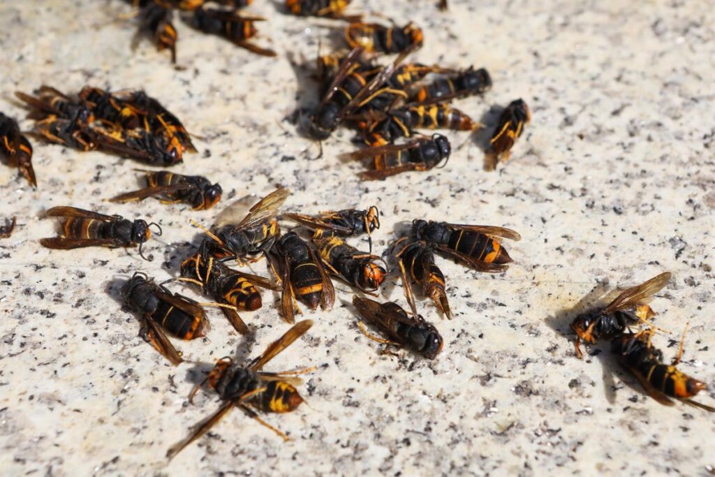Expertos piden tranquilidad frente a las velutinas, que han causado tres muertes en Galicia, y solicitan más recursos para su control.