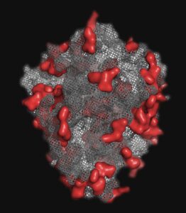 Un proyecto redescubre enzimas ancestrales con potencial en la prevención del cáncer y la neurobiología