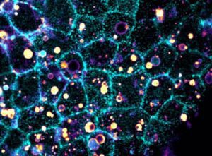 Identifican el mecanismo mediante el cual las células "descomponen" y eliminan células muertas.
