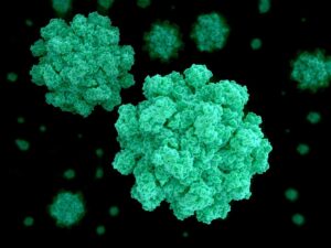 Una nueva variante de norovirus impulsa el aumento de brotes de gastroenteritis a nivel global.