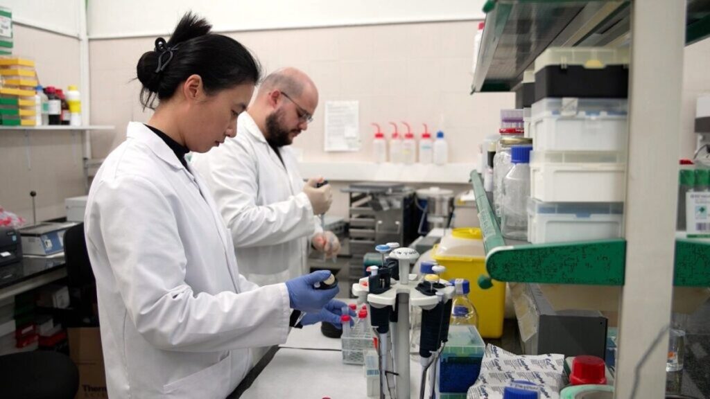 El aceite de oliva virgen favorece la salud cognitiva a través de la microbiota intestinal, revela un estudio.