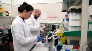 El aceite de oliva virgen favorece la salud cognitiva a través de la microbiota intestinal, revela un estudio.