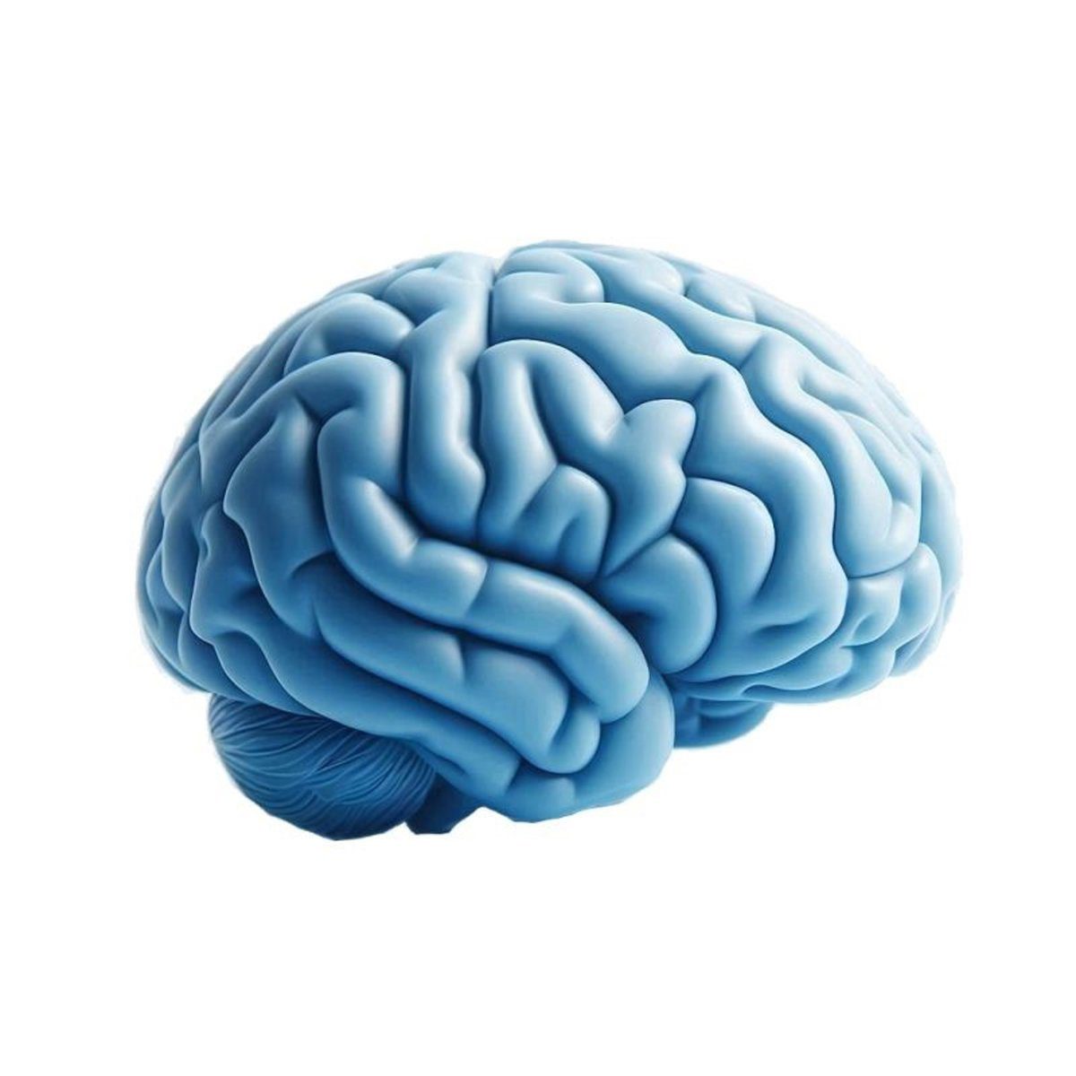 Crean uno de los atlas cerebrales más detallados del mundo