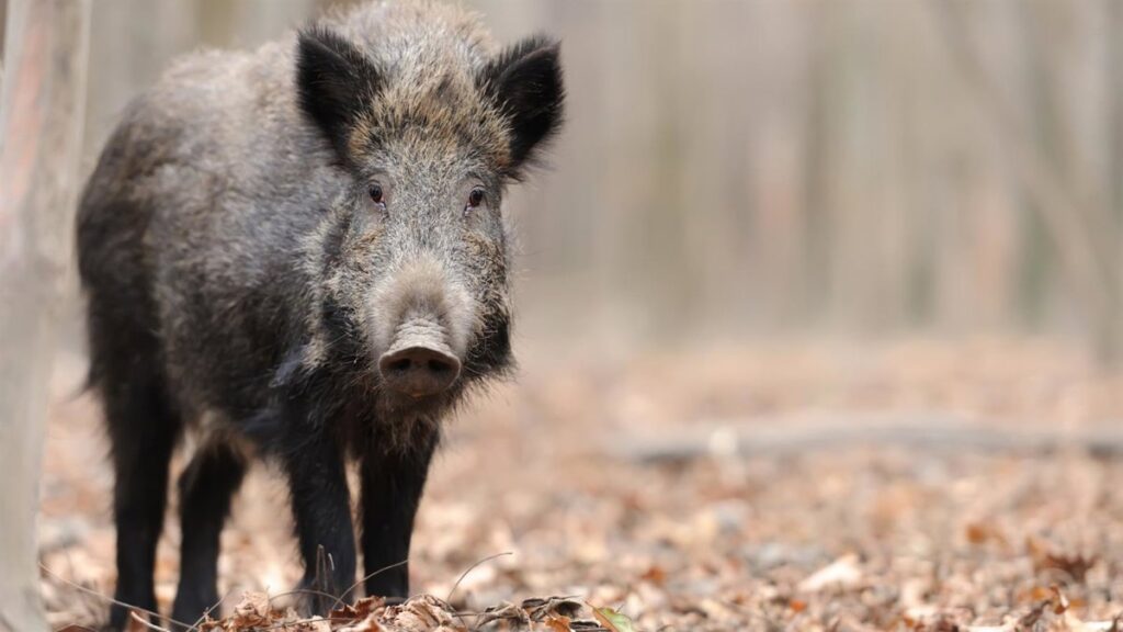 Sanidad lanza un plan nacional para combatir las gripes de origen animal, fortaleciendo la prevención, preparación y respuesta.