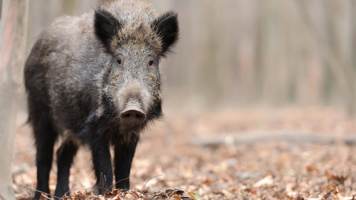 Sanidad lanza un plan nacional para combatir las gripes de origen animal, fortaleciendo la prevención, preparación y respuesta.